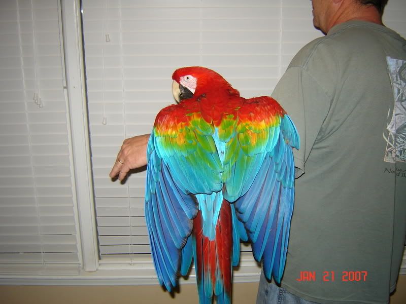 ruby macaw