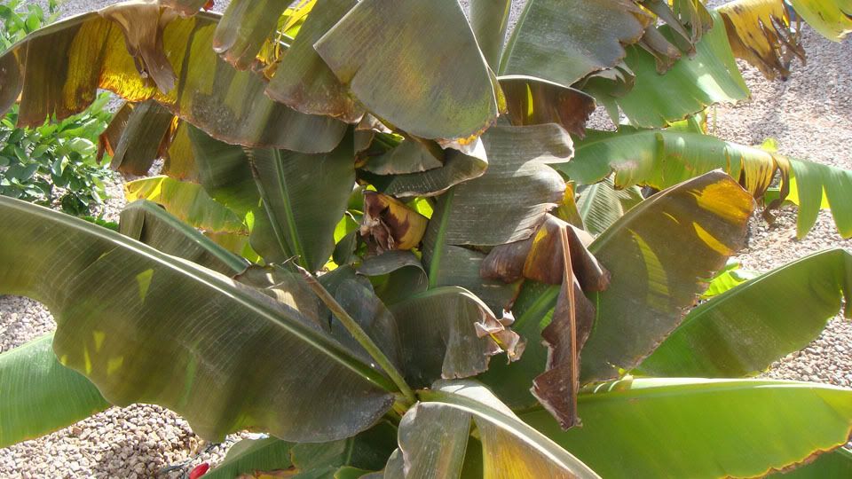 Dwarf Cavendish root rot? *pics*