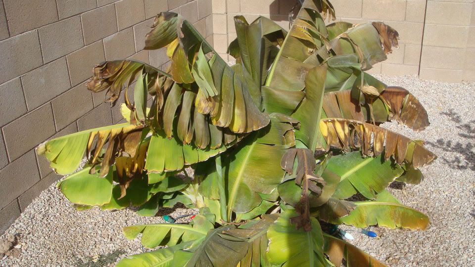 Dwarf Cavendish root rot? *pics*