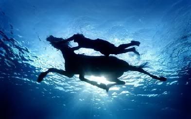 hjfdmjugdhb.jpg swimming horse image by Chantelleeeeee