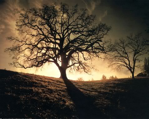 Aa Resimleri (2. Katalog)