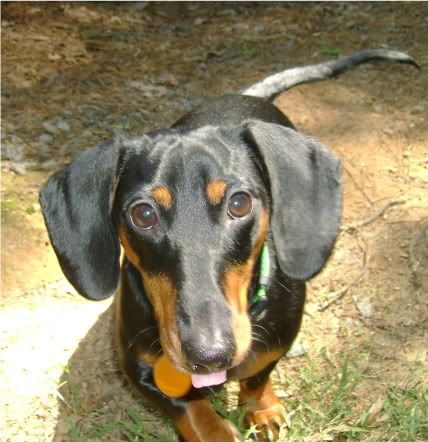 miniature black and tan dachshund. she#39;s a mini black-and-tan