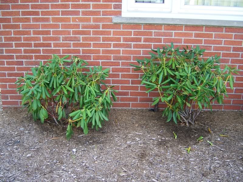 Rhododendrons turning yellow, falling leaves, looks sad?