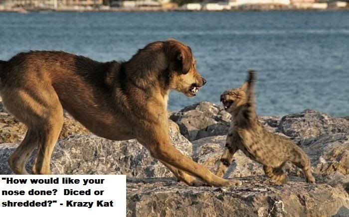 dog-vs-cat.jpg