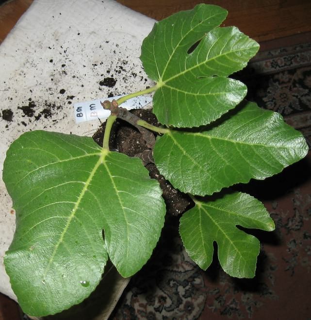 Live Plant Black Madeira Fig Tree