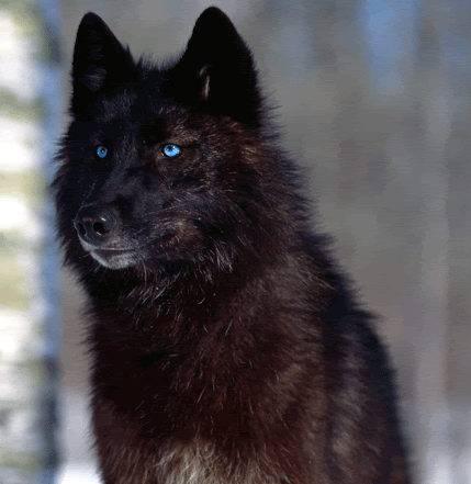 http://i39.photobucket.com/albums/e162/Spatforeva/Blue-eyes-black-wolf-2.gif