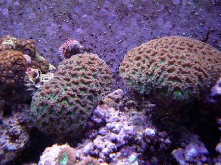 favites - Fragging stoney corals including boulder/brain type corals