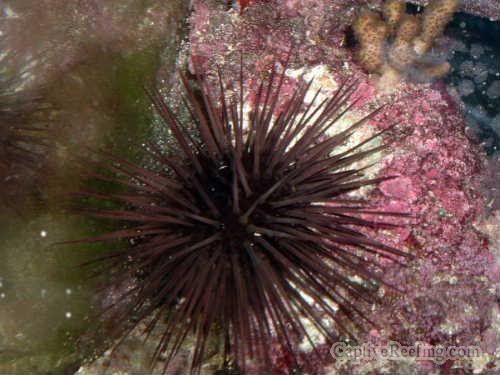 longspineurchin - black spiny urchins...