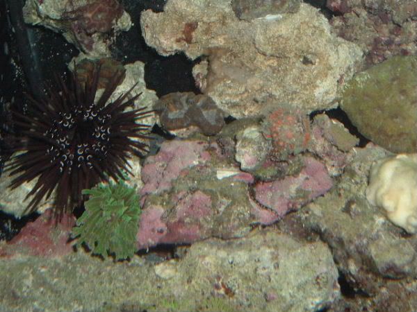 urchinrosecoral - black spiny urchins...