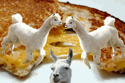 Llama-Grilled-Cheese-GIF_zps34f2a1f3.gif