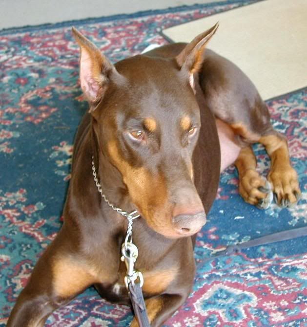 <img:http://i39.photobucket.com/albums/e162/prila0519/doberman2.jpg>