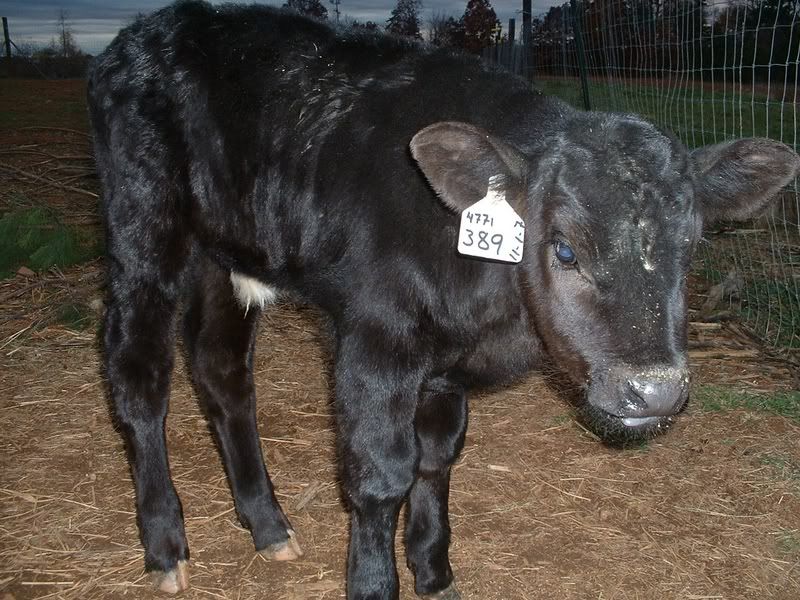 Do you think he's growing??? - Cattle
