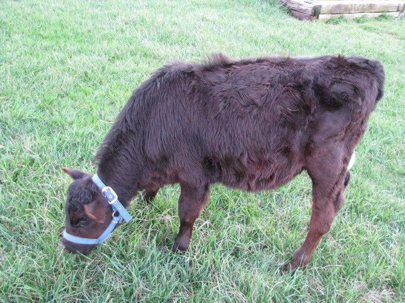 Do you think he's growing??? - Cattle