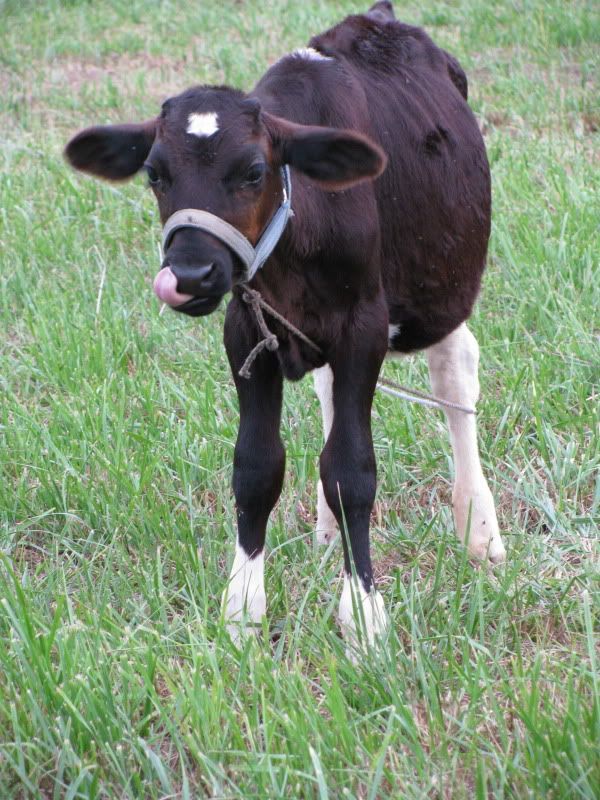 Pics from the farm - Cattle
