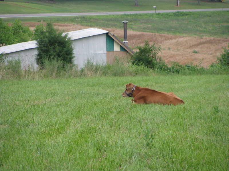 Pics from the farm - Cattle
