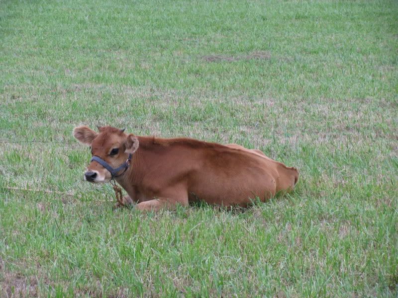 Pics from the farm - Cattle