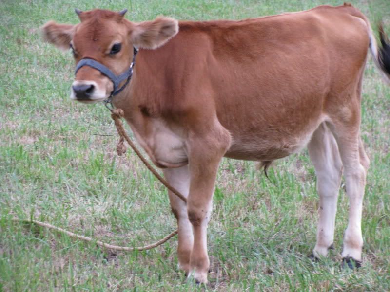 Pics from the farm - Cattle