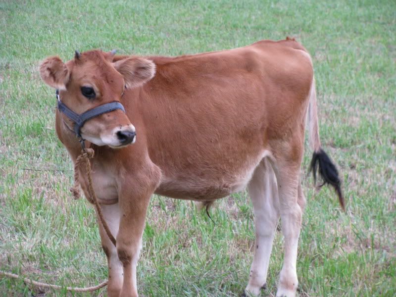 Pics from the farm - Cattle