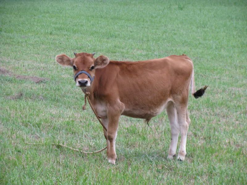 Pics from the farm - Cattle