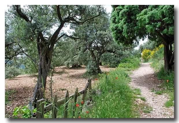 Olijfbomen, Provence