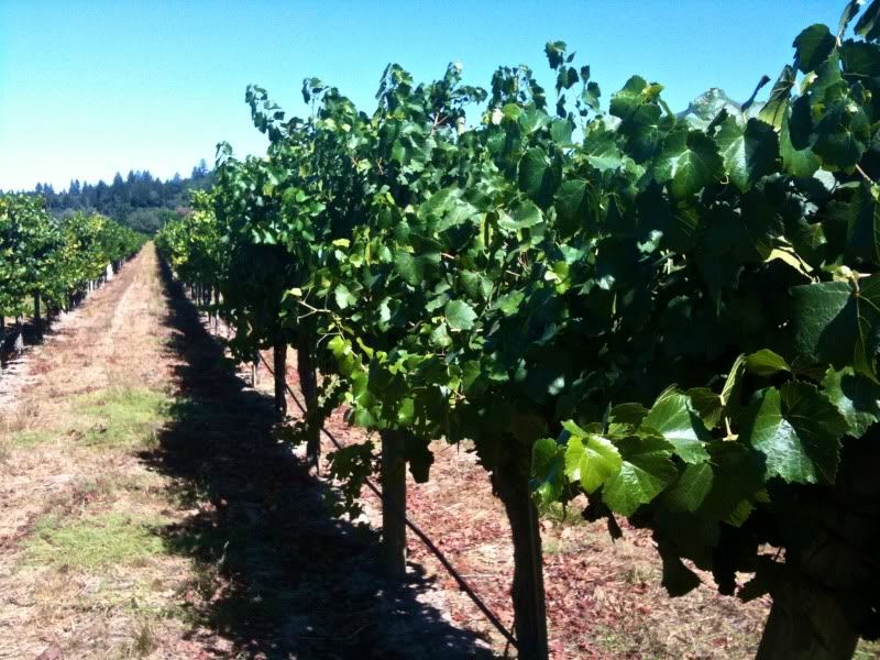 harvest wine grapes danger sonoma winery intern