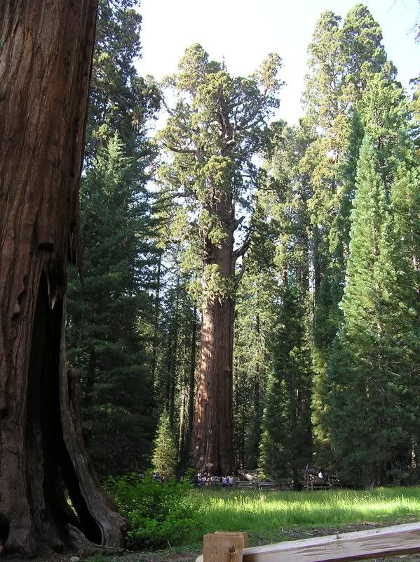 General Sherman tree, Sequoia. Pictures, Images and Photos