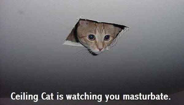 Cat funny photo: cat cat.jpg