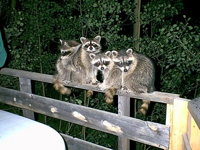 theraccoons.jpg The raccoons image by eddy_lifeafterdeath