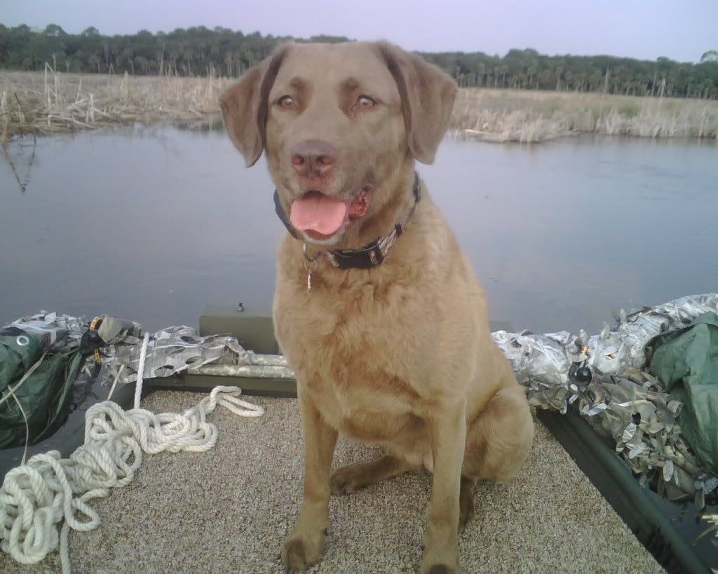 ducky chesapeake bay retriever
