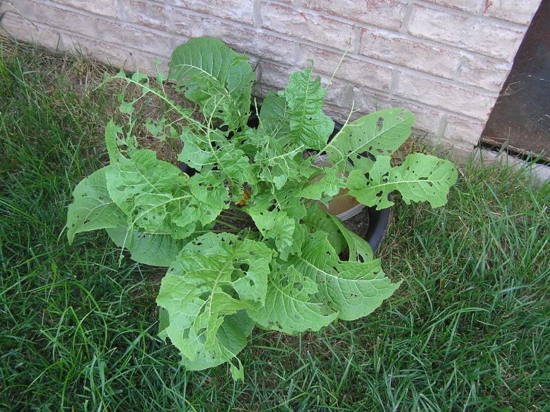 Horseradish leaves getting eaten!