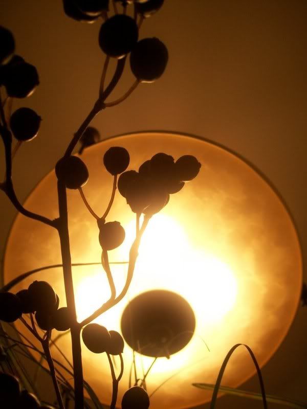 Against the moon Pictures, Images and Photos