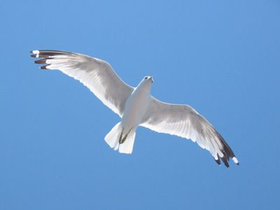 seagull photo: seagull seagull.jpg