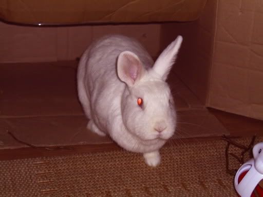 bunnies011.jpg