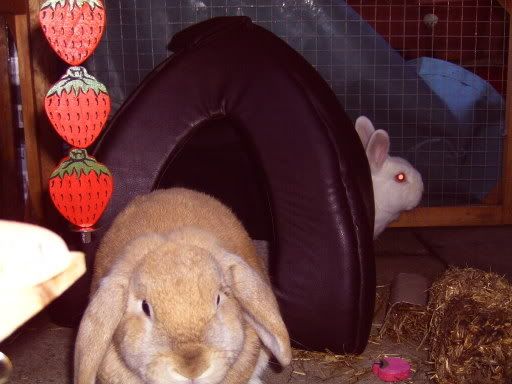 bunnies015.jpg