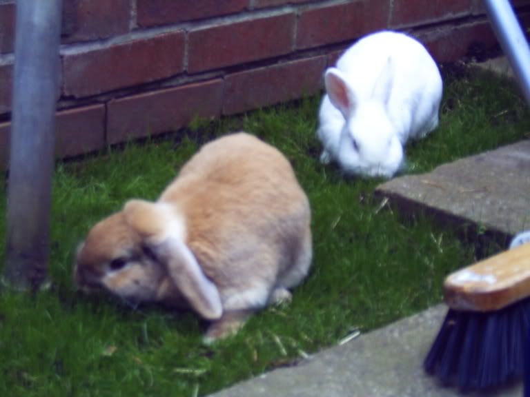 bunnies022.jpg