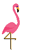 flamingo