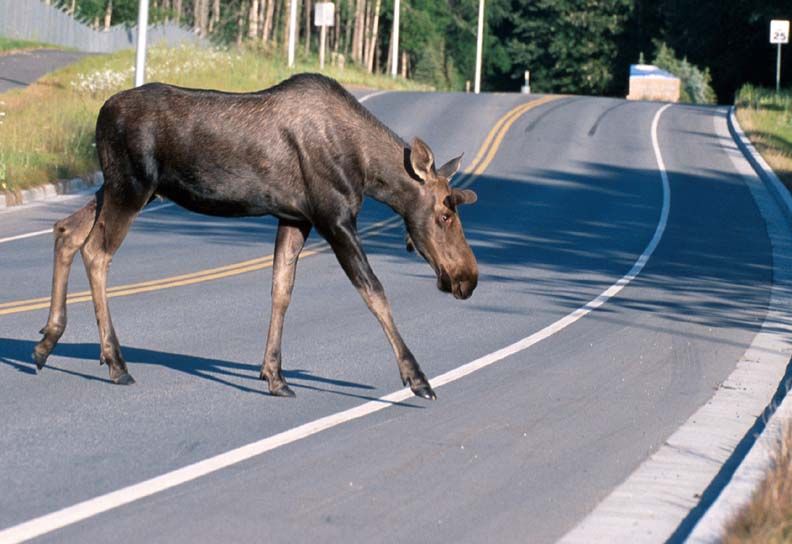 Moose_crossing_a_road.jpg