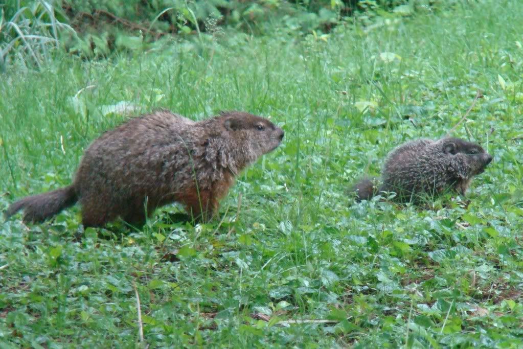 Groundhogs1.jpg