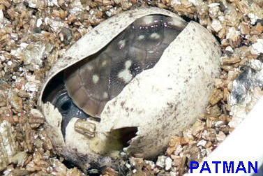 First3toedHatchling2008PIC2.jpg