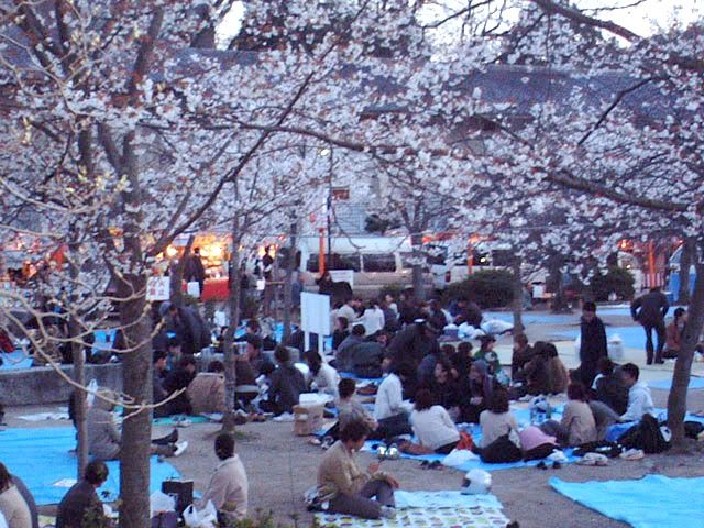 Hanami Pictures, Images and Photos