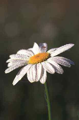 daisy Pictures, Images and Photos