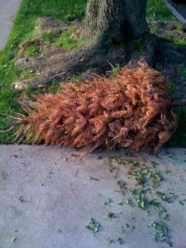 PoorTreeoo.jpg