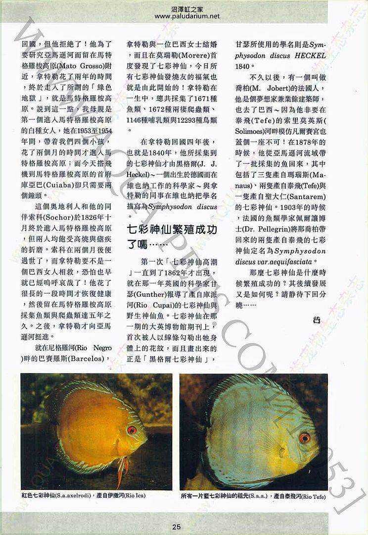 The history of discus fish photo discus04_zpsa6d533c0.jpg