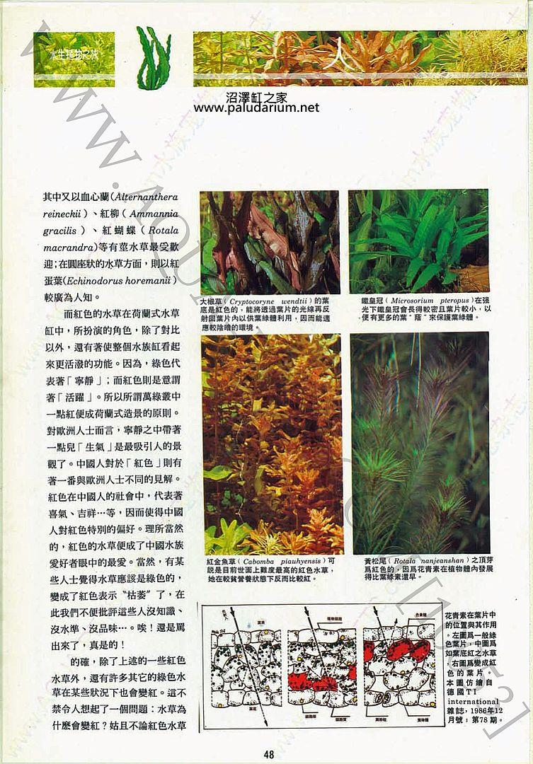 why aquatic plants turn red photo redplant02_zps902c2156.jpg