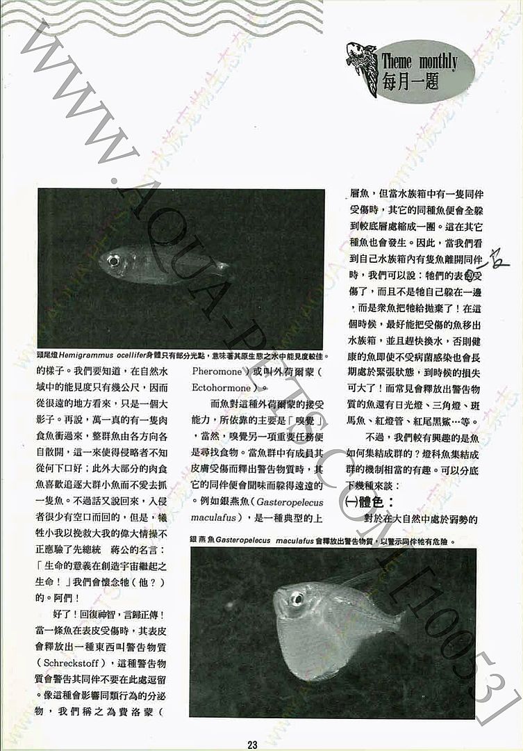 why tetra fish swim in school photo swim02_zps844c62c9.jpg