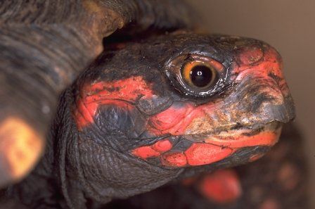 红腿陆龟的饲养 来自沼泽缸之家
