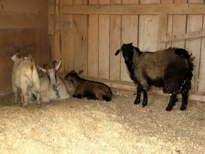 Goat Shearing Help Needed - Goats
