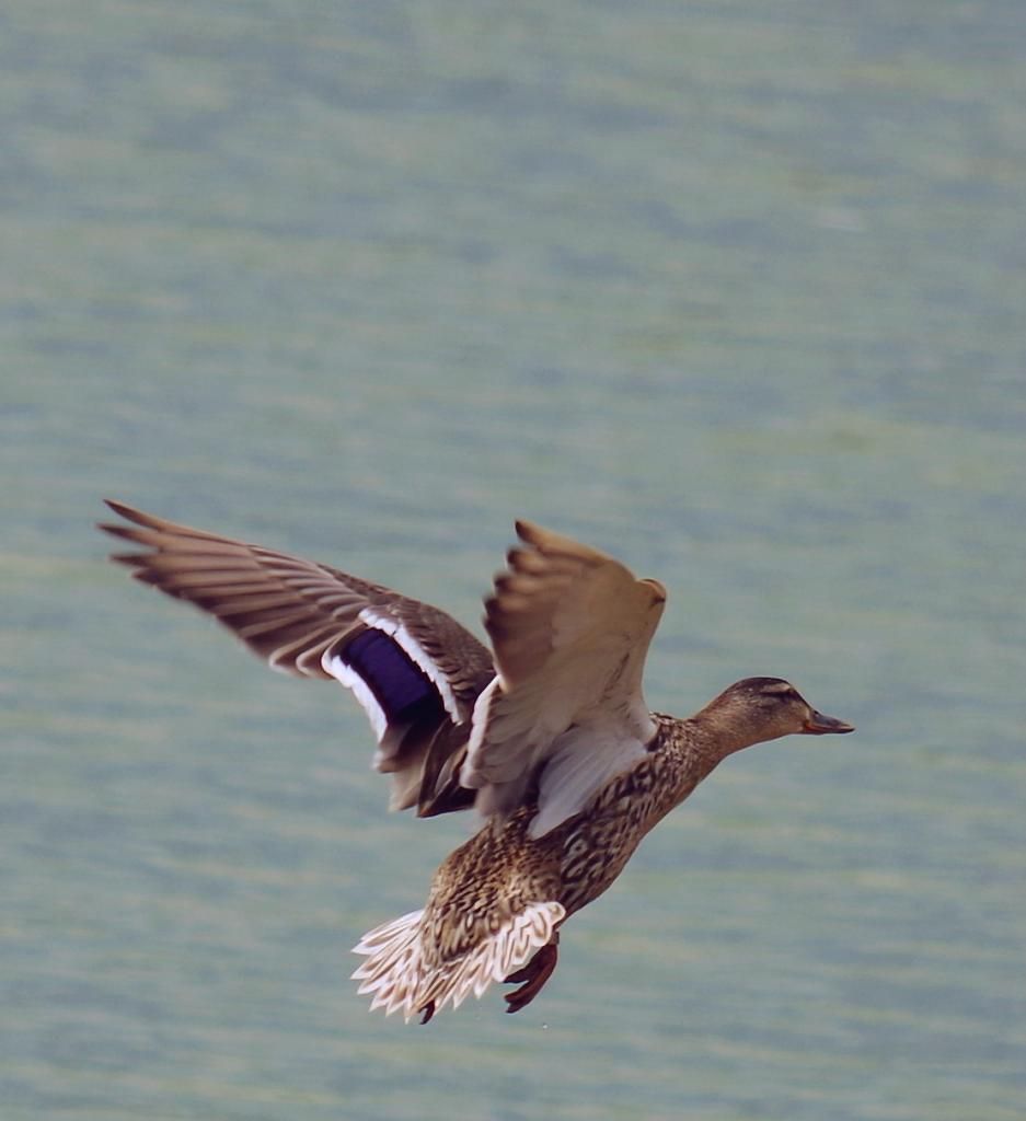 K-50Abberton28thJune2014Mallardinflight-