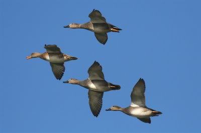 gadwall.jpg