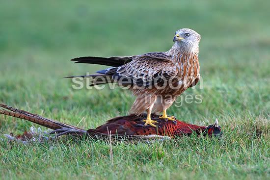 redkite.jpg